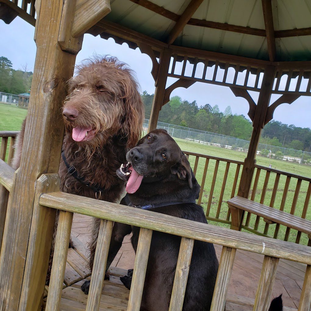 Hattiesburg dog park